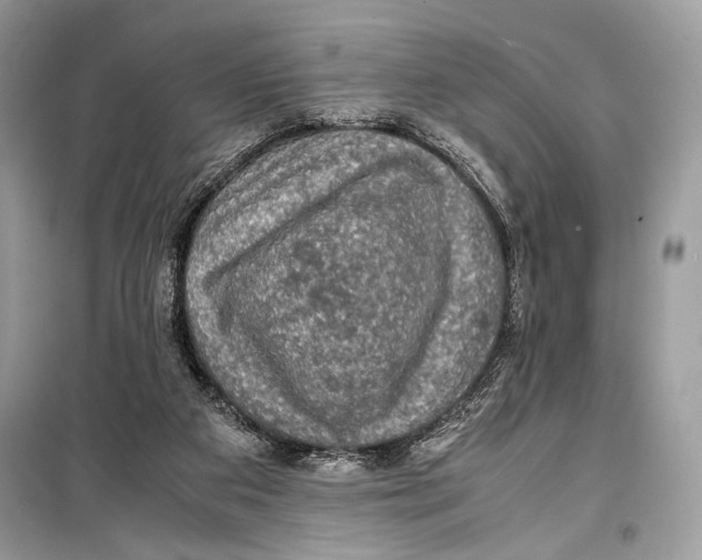 X0000099290113200805231329