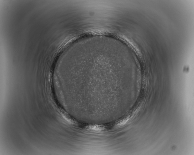 X0000099290117200805231329