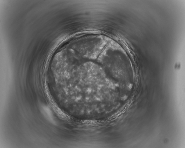 X0000099290145200805231328