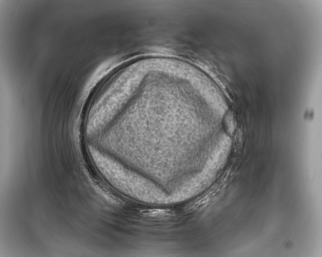 X0000099290151200805231328