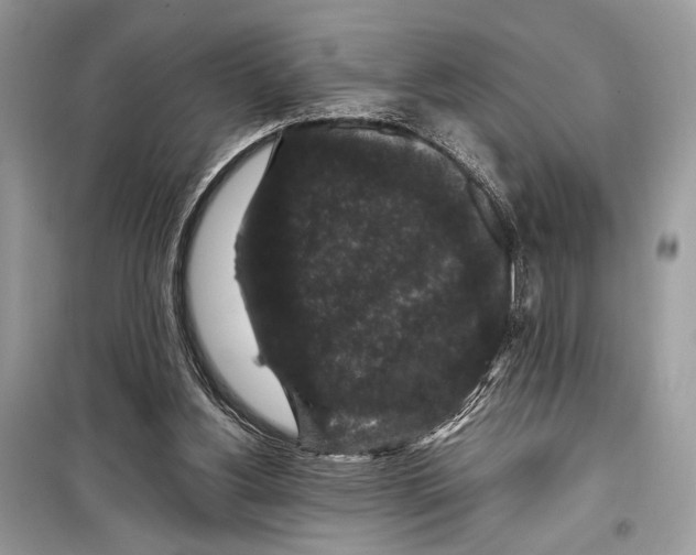 X0000099290156200805231328