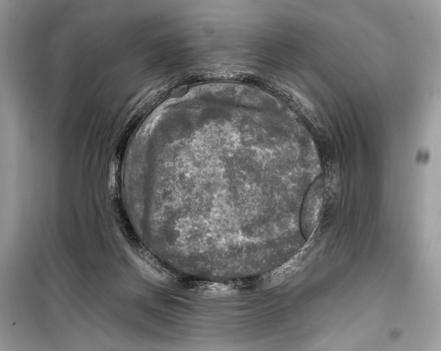 X0000099290166200805231328