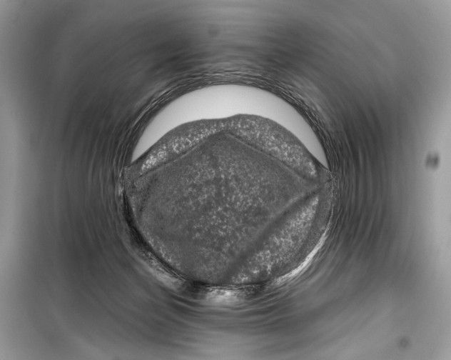 X0000099290174200805231328