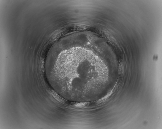 X0000099290178200805231328