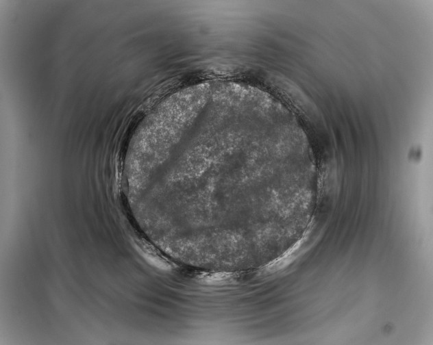 X0000099290186200805231328