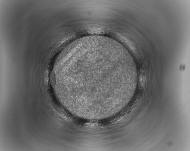 X0000099290211200805231327