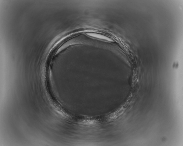 X0000099290247200805231327