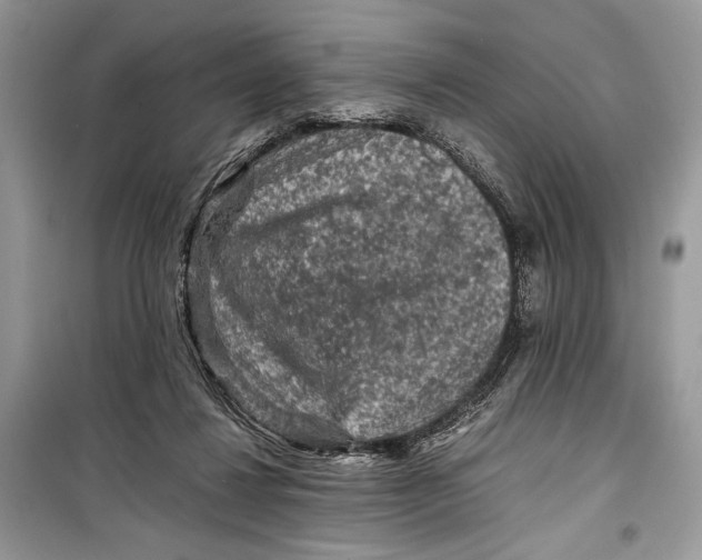 X0000099290260200805231327