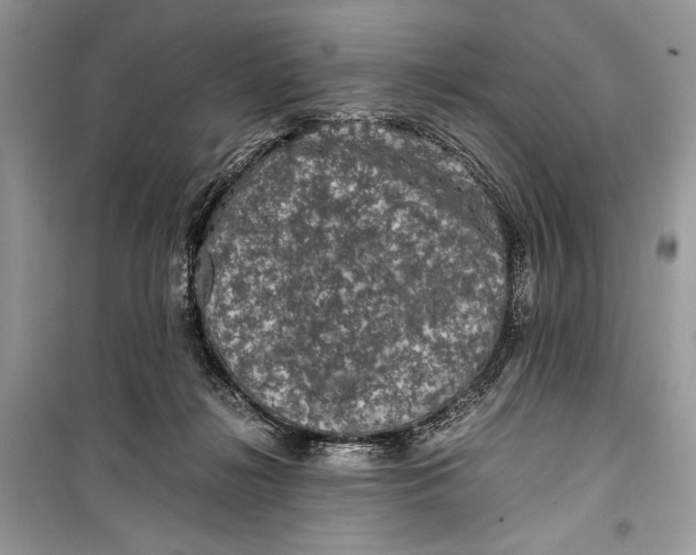 X0000099290268200805231327