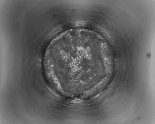 X0000099290269200805231327