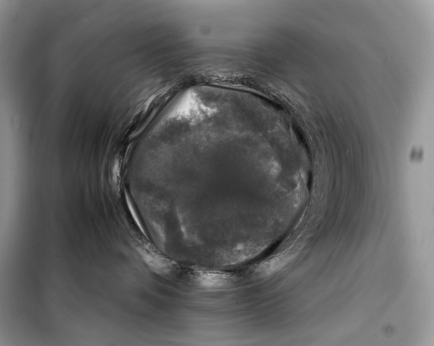 X0000099290336200805231326