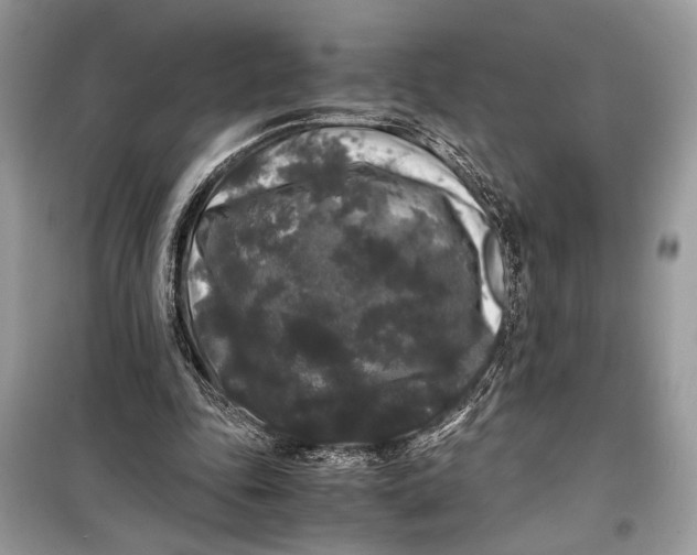 X0000099290343200805231325