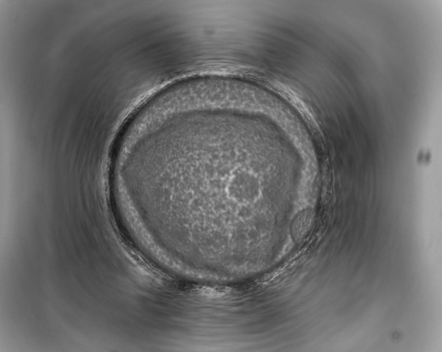 X0000099290346200805231325