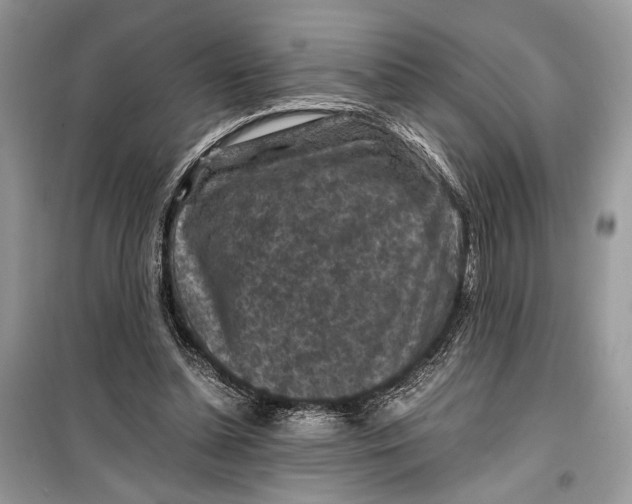 X0000099290348200805231325