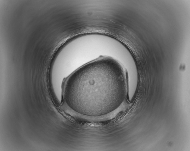 X0000099290352200805231325