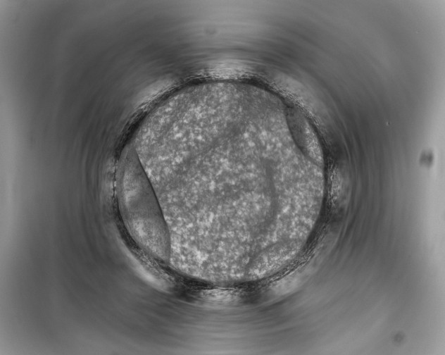 X0000099290356200805231325