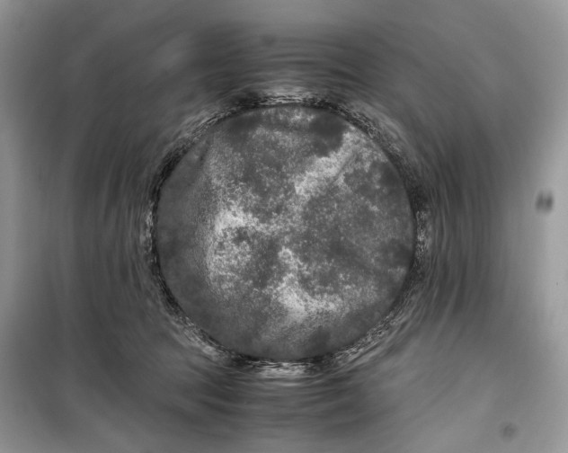 X0000099290369200805231326