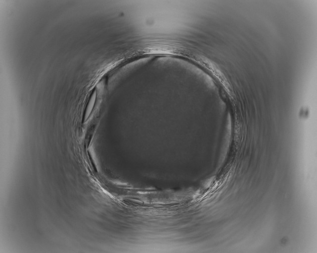 X0000099290385200805231325