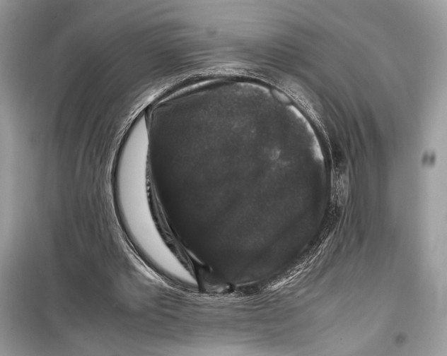 X0000099290389200805231325