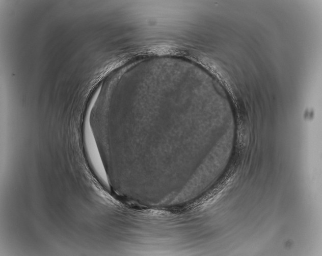 X0000099290393200805231325