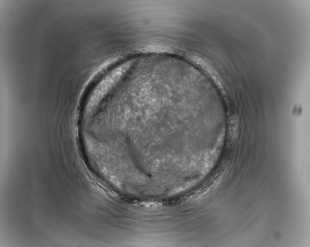 X0000099290395200805231325