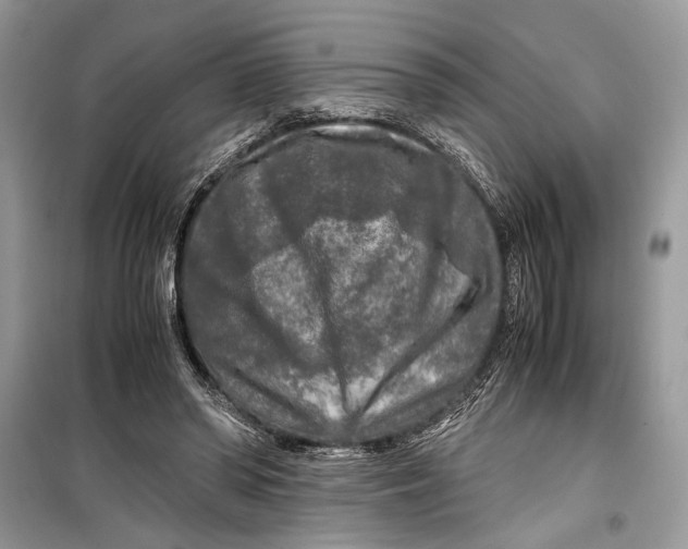 X0000099290398200805231325