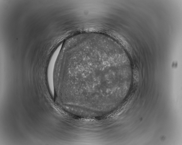 X0000099290401200805231325