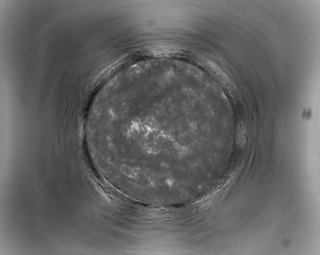 X0000099290405200805231325