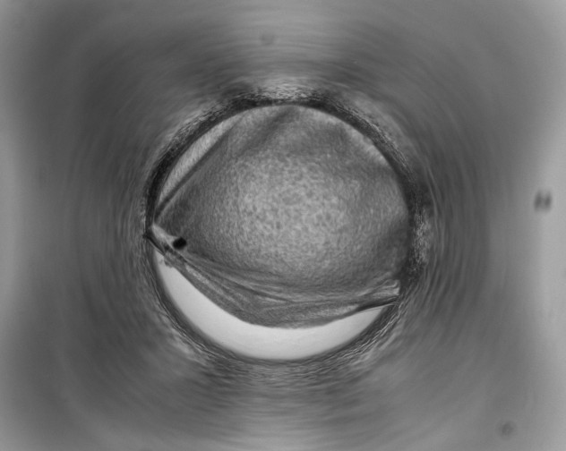 X0000099290407200805231325