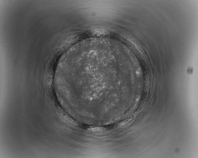 X0000099290417200805231325