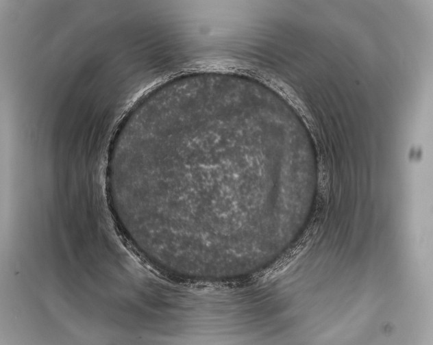 X0000099290434200805231324