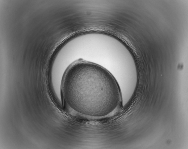 X0000099290444200805231324