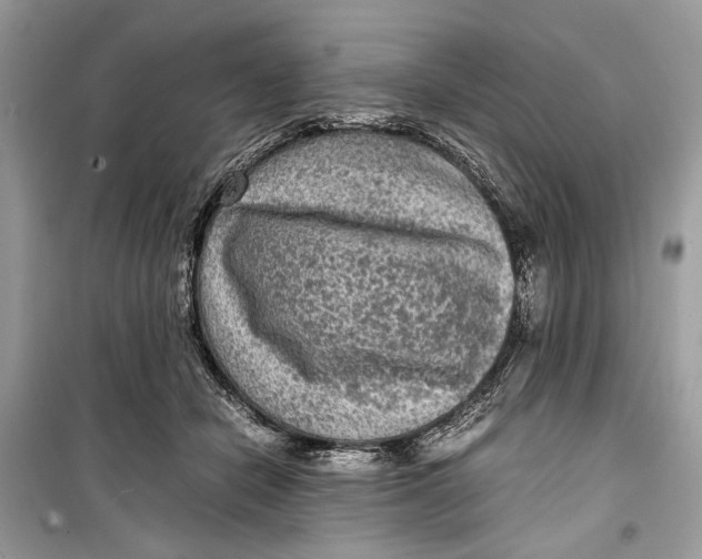 X0000099290462200805231324