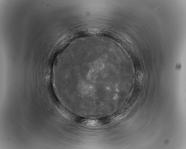 X0000099290507200805231323