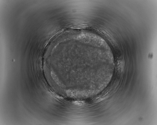 X0000099290508200805231323