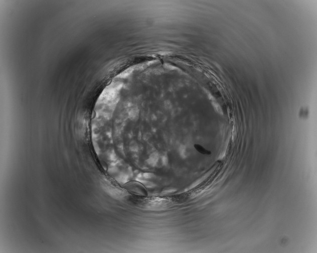 X0000099290527200805231323