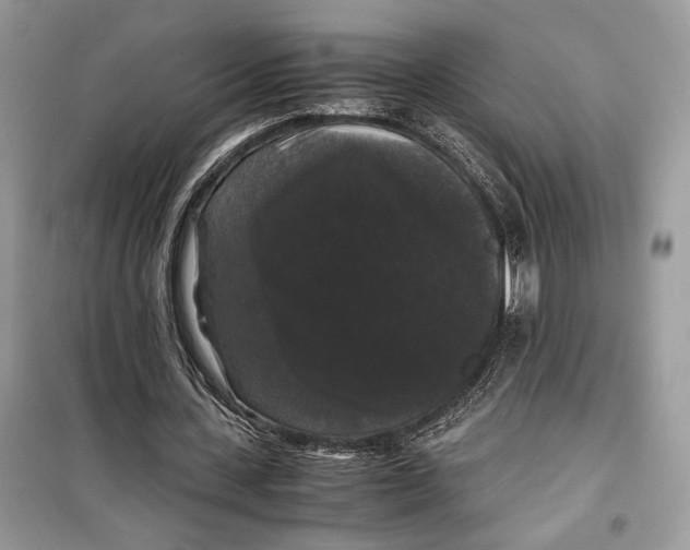 X0000099290531200805231323