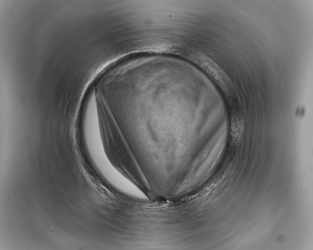 X0000099290532200805231323