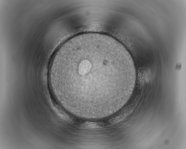 X0000099290534200805231323