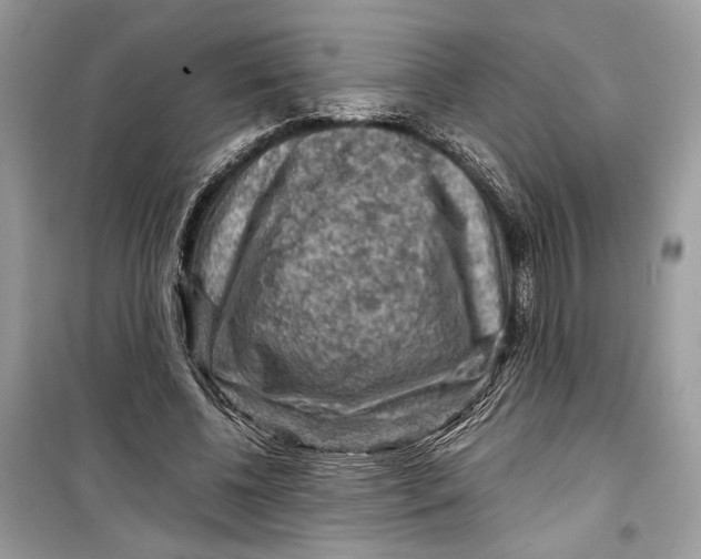 X0000099290540200805231323