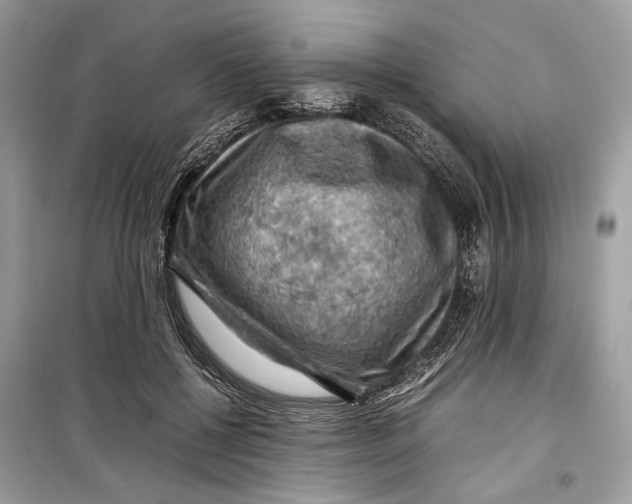 X0000099290552200805231323