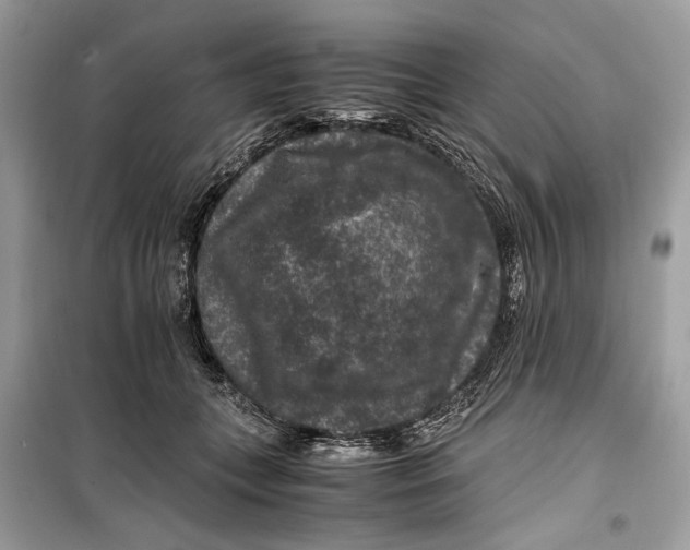 X0000099290559200805231323