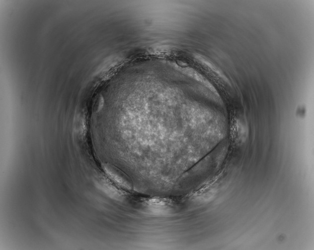 X0000099290566200805231323