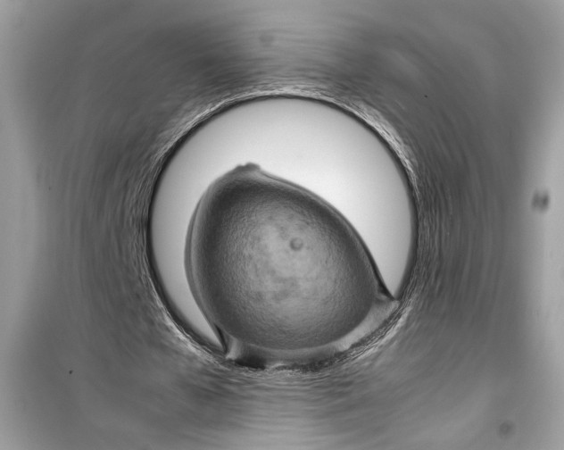 X0000099290577200805231323