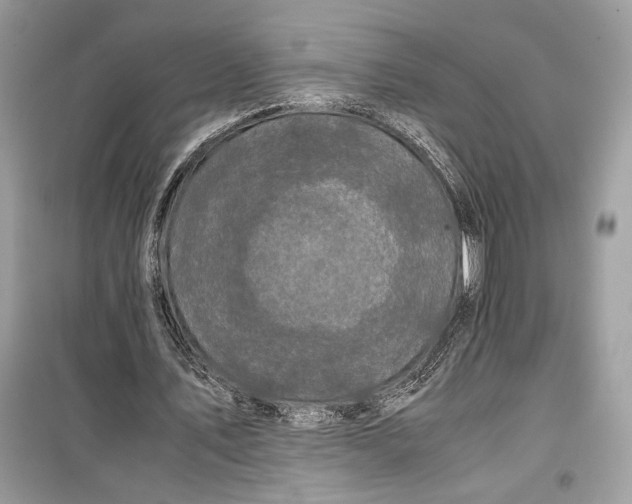 X0000099290579200805231322