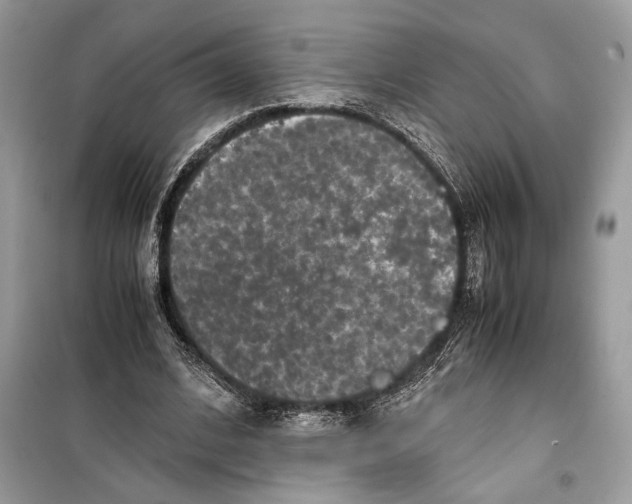 X0000099290584200805231322