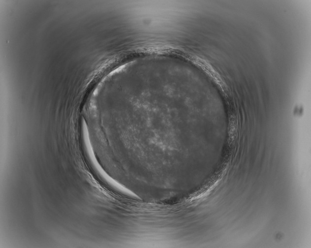 X0000099290585200805231322