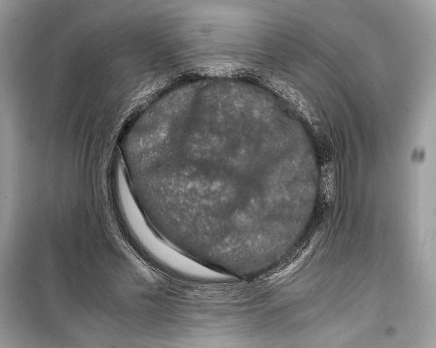 X0000099290589200805231322