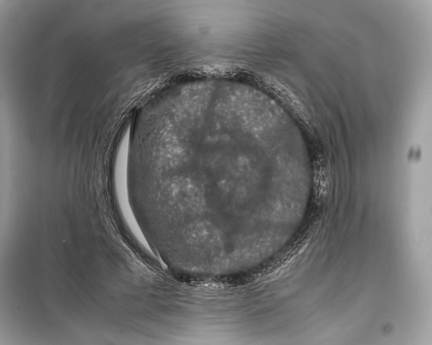 X0000099290593200805231322