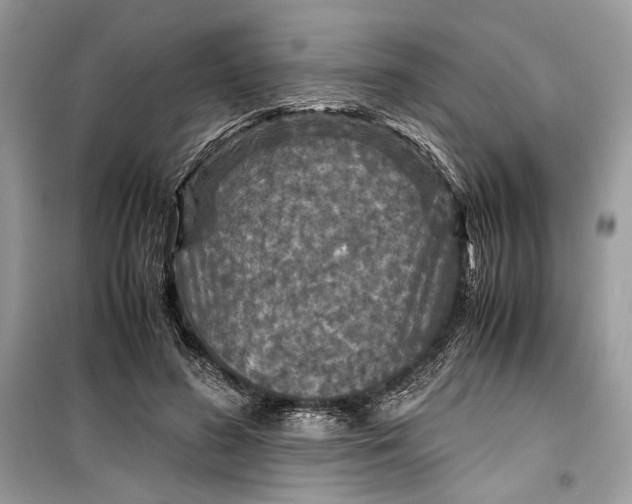 X0000099290596200805231322